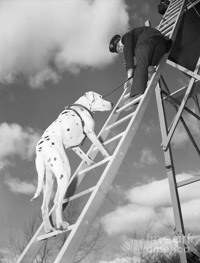 Rescue Dog Climbing Fire Ladder Photograph by Bettmann