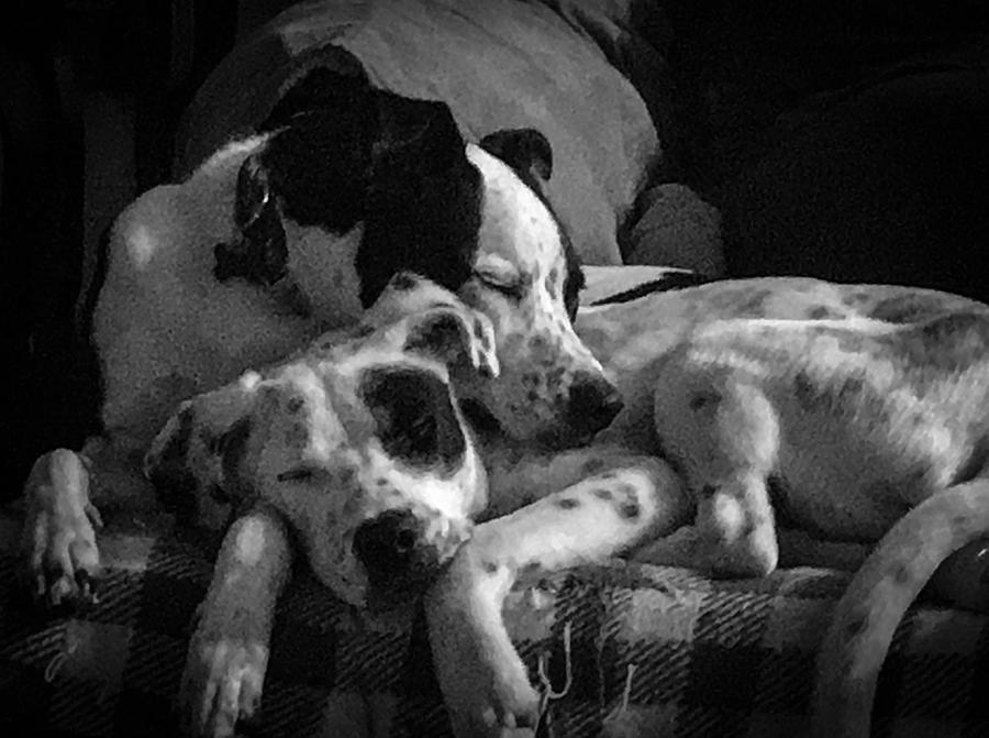Rescued and Best Friends  Photograph by Veterans Aerial Media LLC