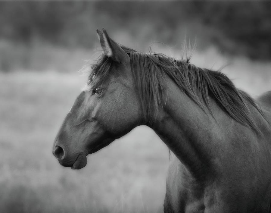 Horse Photograph - Rescued by Kristi Johnson