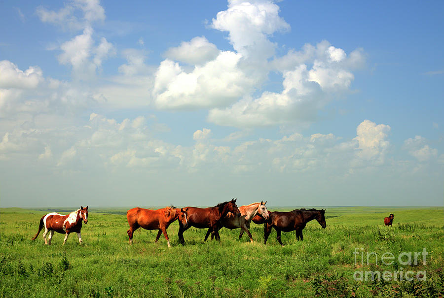 Rescued Mustang Herd in Greenwood County Photograph by Jean Hutchison