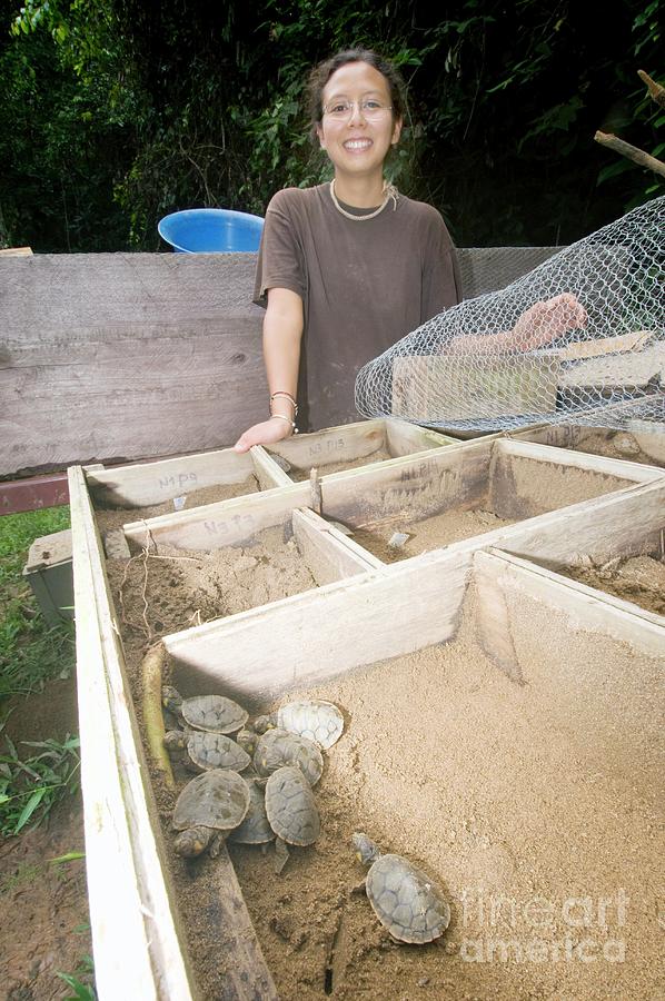 Research Worker With Baby Turtles Photograph by Sinclair Stammers/science Photo Library