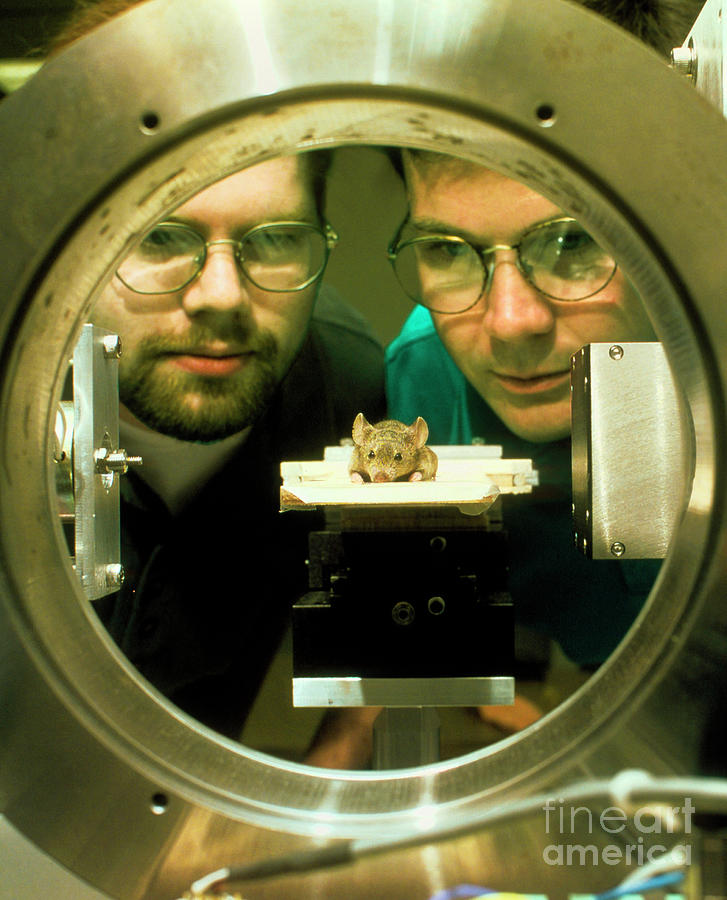 Researchers Watch Mouse In Ct Scanner Photograph by Ornl/science Photo Library