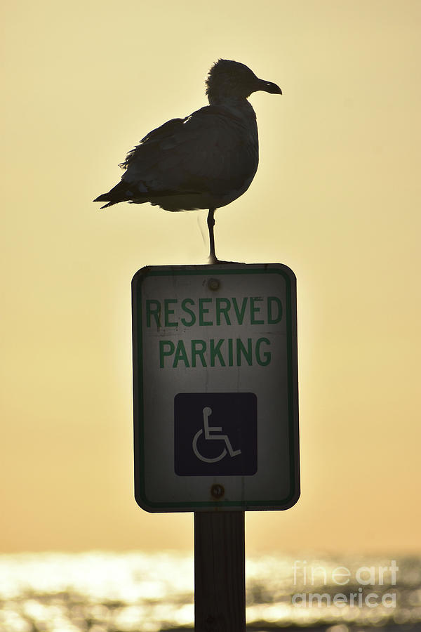 Reserved For The Impaired Photograph by Skip Willits
