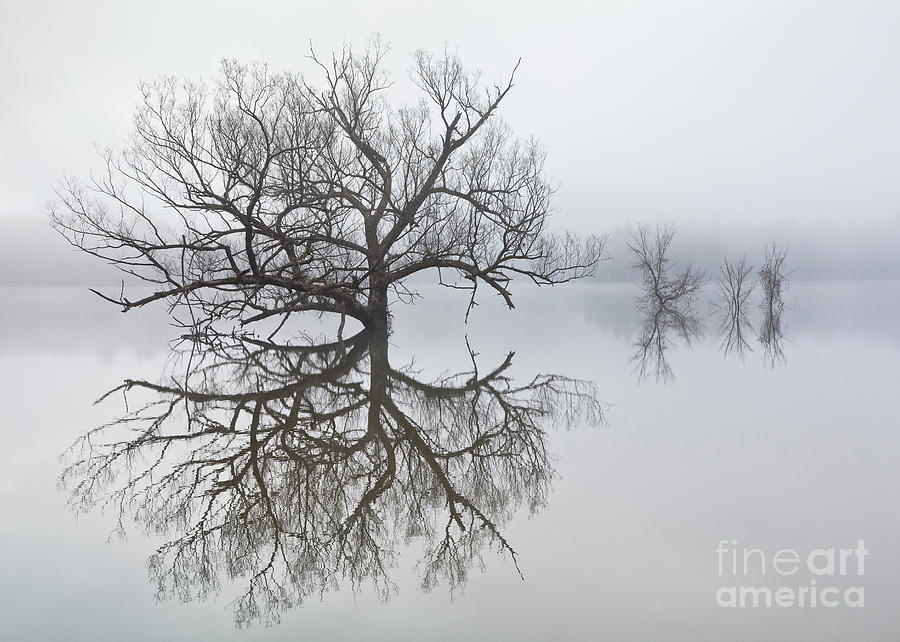 Tree Photograph - Reservoir Morning Fog by Alan L Graham