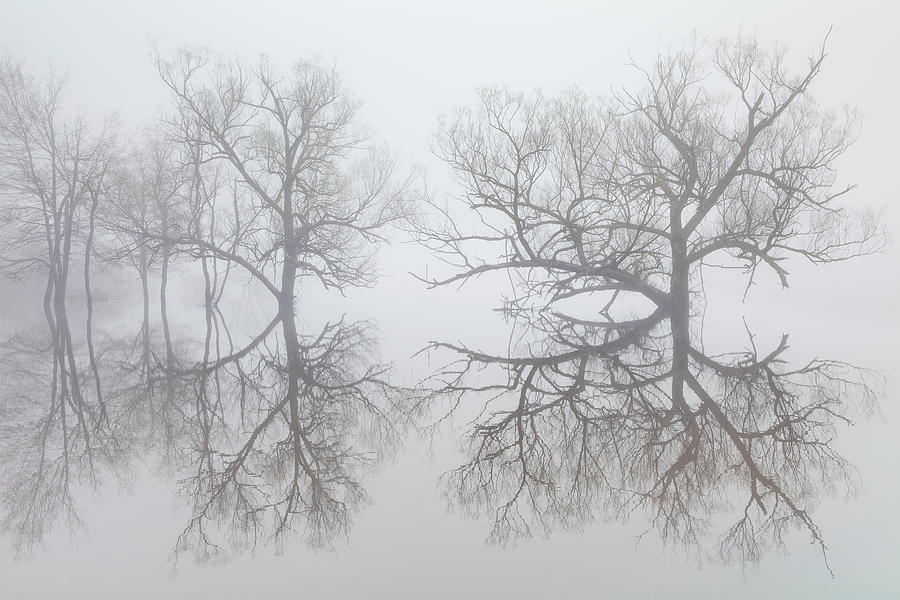 Tree Photograph - Reservoir Reflections  by Alan L Graham