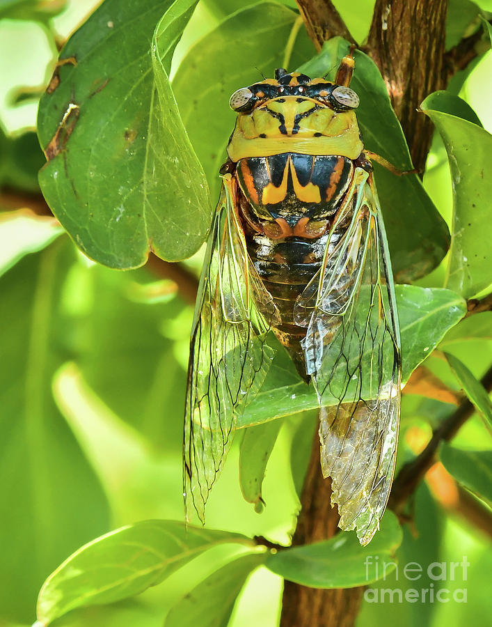 Resh Cicada Photograph by Dee Elliott | Fine Art America