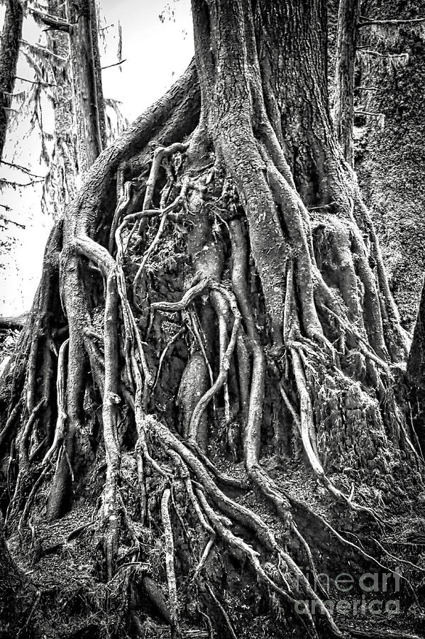Olympic National Park Photograph - Resiliency in the Rainforest - Black and White by Carol Groenen