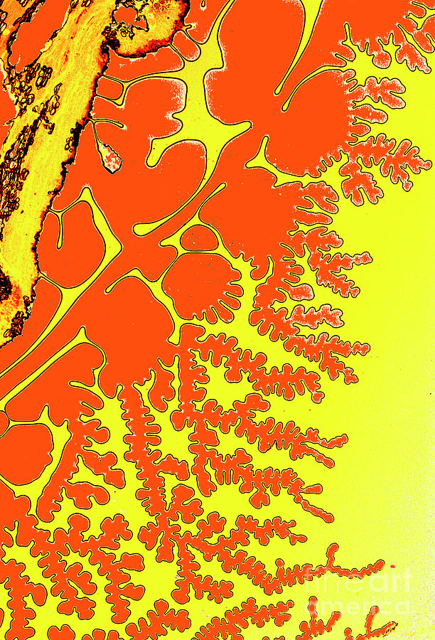 Resin Patterns Photograph by Dr Keith Wheeler/science Photo Library