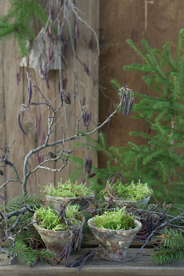 Resin Planters Filled With Moss Photograph by Martina Schindler