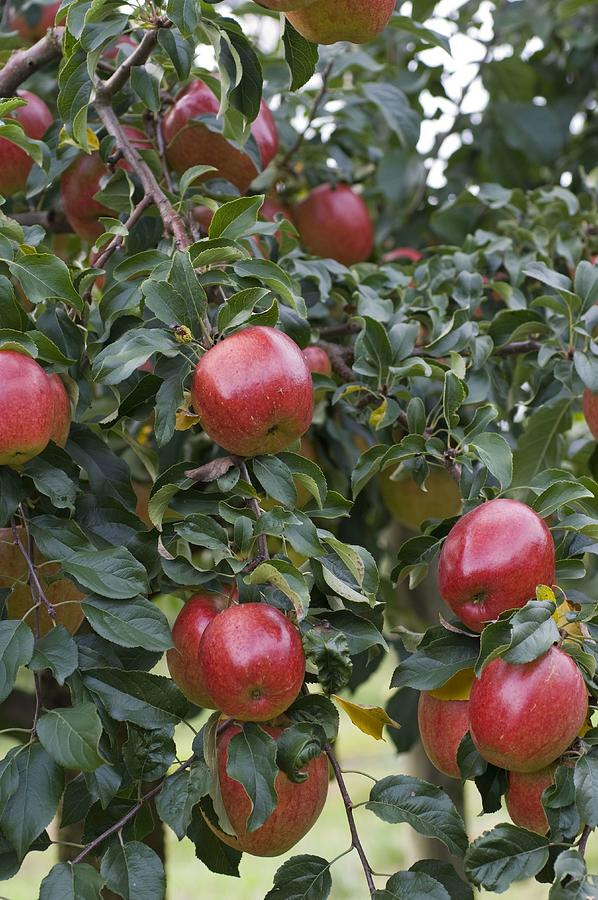 Resistant Apple Variety rewena malus Photograph by Friedrich Strauss