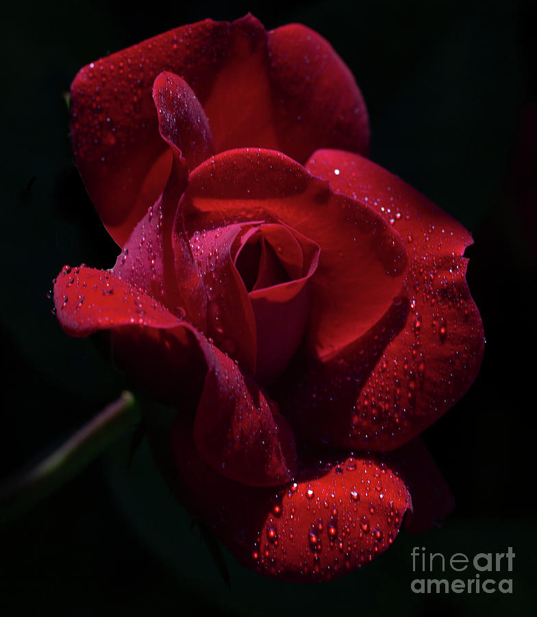 Rose Photograph - Resplendence by Doug Norkum