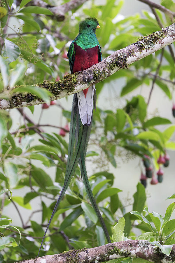Resplendent Quetzal Photograph by Dr P. Marazzi/science Photo Library