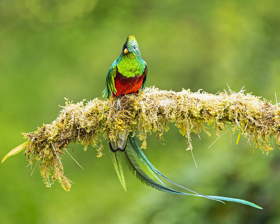 Resplendent Quetzal In Full Glory Photograph by Saurabh Dhanorkar ...