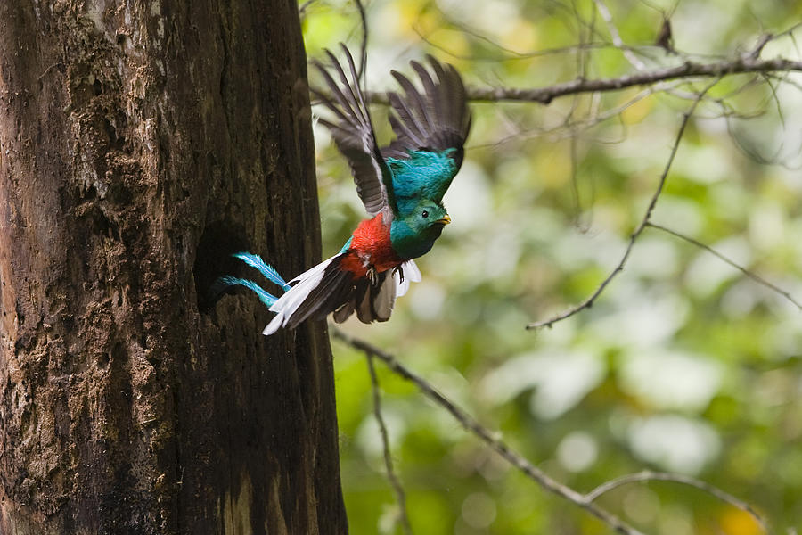 Resplendent Quetzal Male In Flight, Pharomachrus Mocinno Costaricensis, Costa Rica Photograph by Konrad Wothe