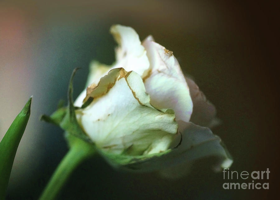 Rose Photograph - Rest In Peace 1 by Rudi Prott