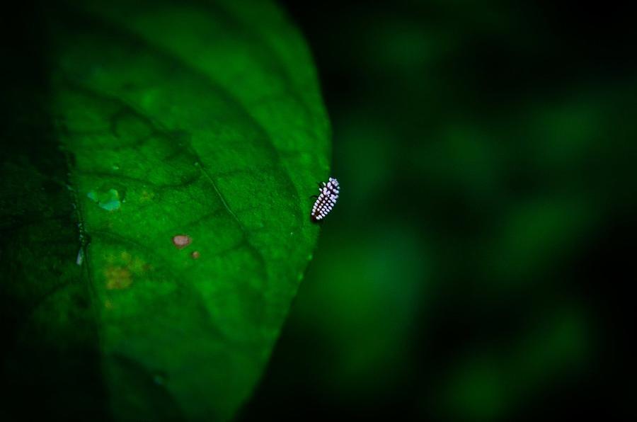 Bug Photograph - Rest by Wan Luqman Hakim Effendi
