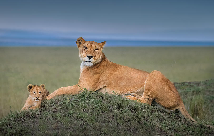 Wildlife Photograph - Rest With Cub by Jie Fischer