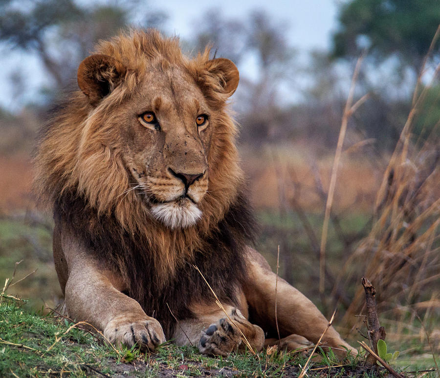 Restful Lion Photograph By Bruce Messinger - Fine Art America