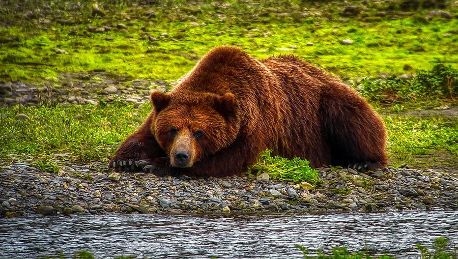 Wildlife Photograph - Resting Alaskan Bear by Mountain Dreams