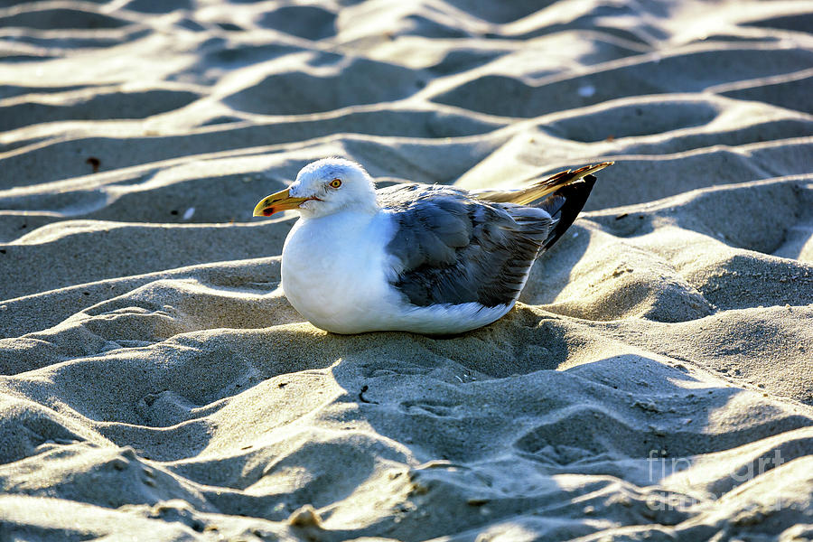 Resting at Long Beach Island Photograph by John Rizzuto