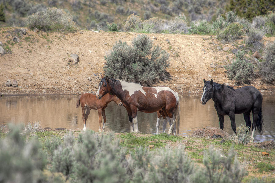 Resting at the Water Hole - South Steens Mustangs 01008 Photograph by Kristina Rinell