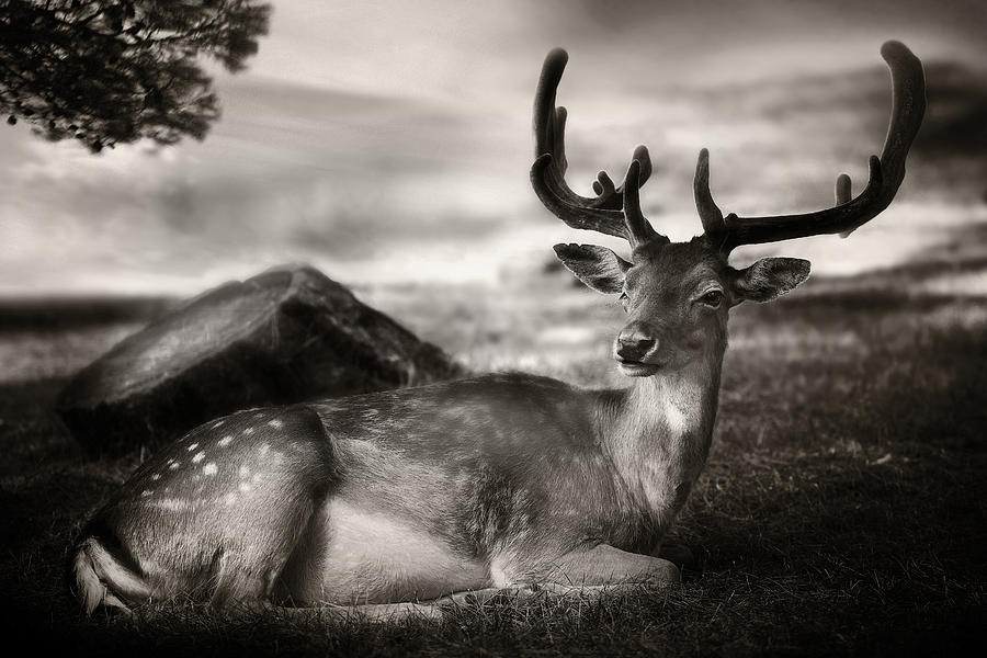 Deer Photograph - Resting Bambi by Sandra