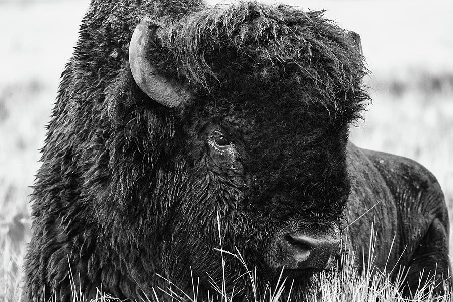 Resting Bison Bull in Black and White Photograph by Tony Hake