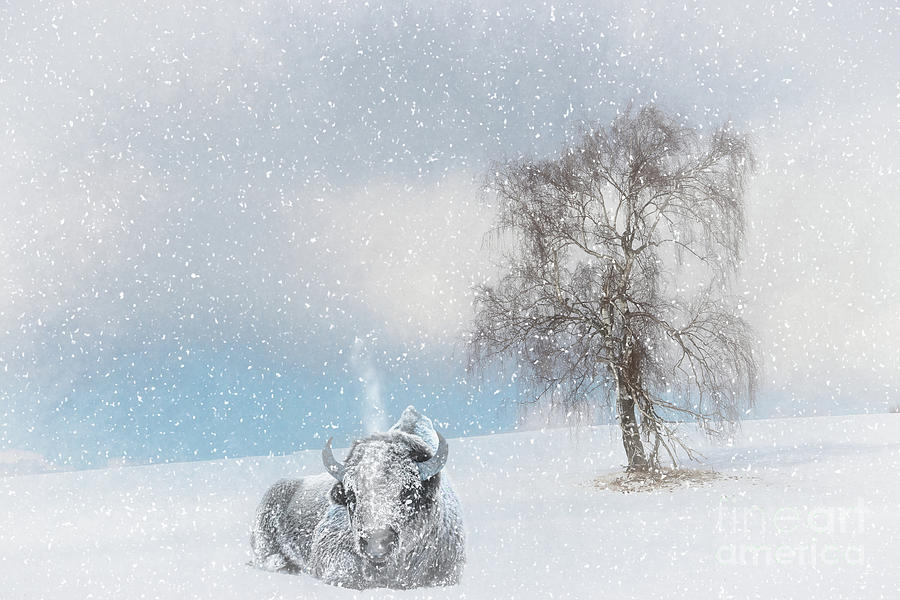Resting Bison by Jim Hatch Resting Bison by Jim Hatch