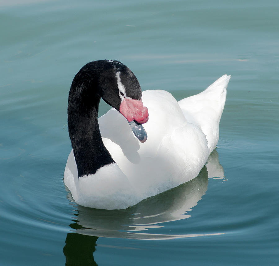 åndelig Forvirrede Ledningsevne Resting Black-Necked Swan Photograph by Norman Johnson