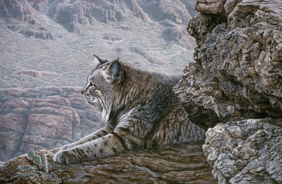 Resting Bobcat Painting by Ron Parker