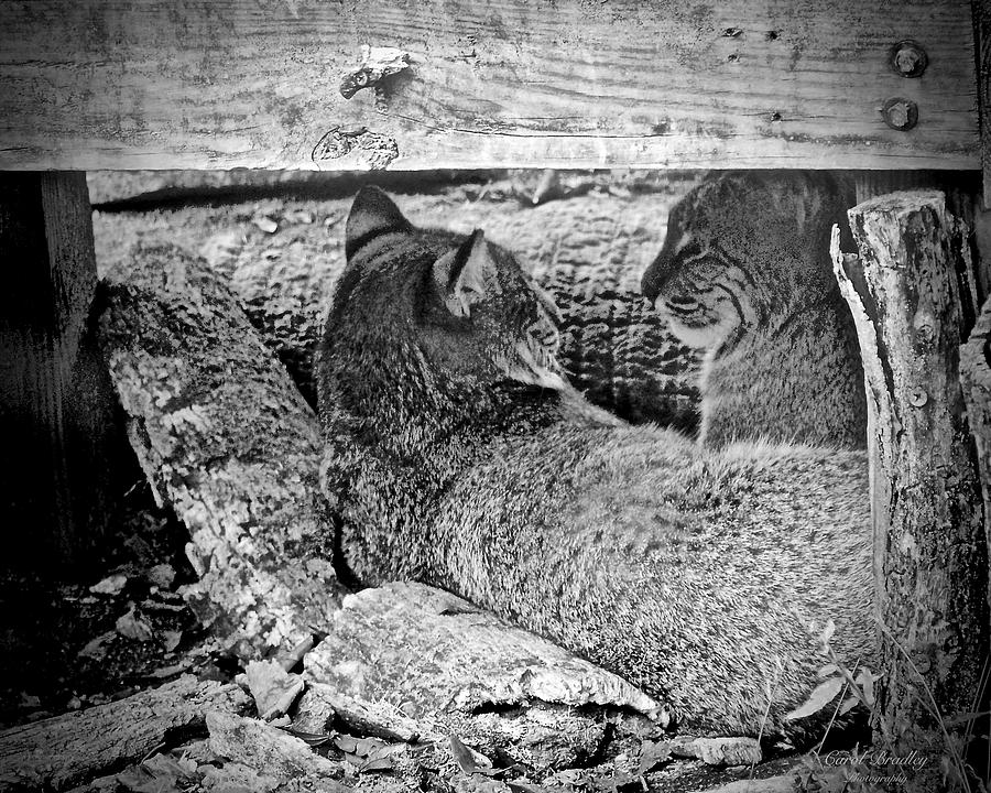 Resting Bobcats Photograph by Carol Bradley