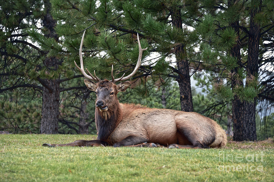 Resting Bull Elk Photograph by Catherine Sherman