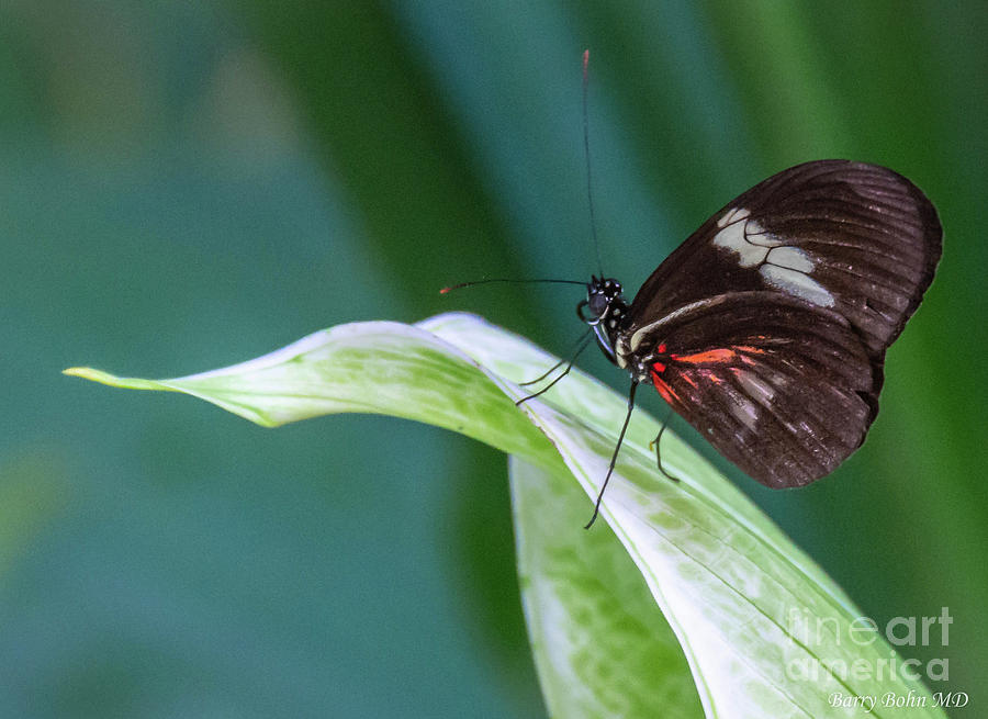 Resting butterfly Photograph by Barry Bohn