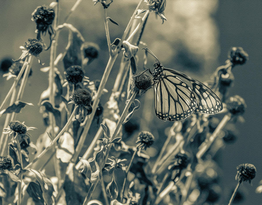 Resting Butterfly Bw Photograph