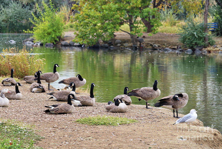 Resting Canada Geese Photograph by Carol Groenen