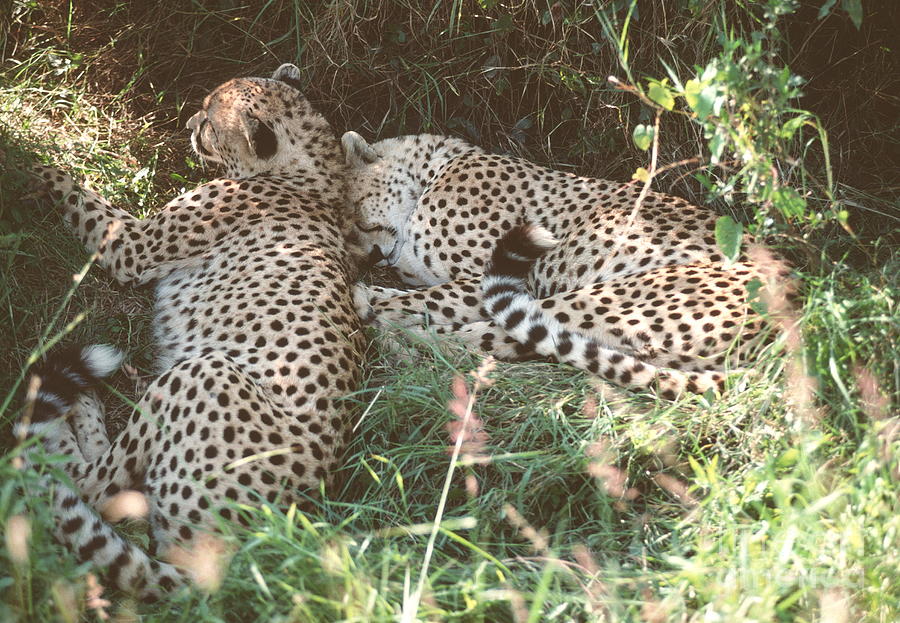 Resting Cheetahs Photograph by John Reader/science Photo Library