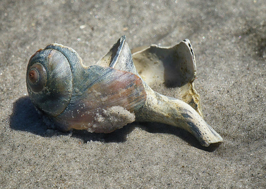Resting Conch Photograph by Cate Franklyn