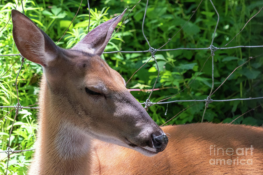 Animals Photograph - Resting Deer by Nicki Hoffman Animals Photograph - Resting Deer by Nicki Hoffman