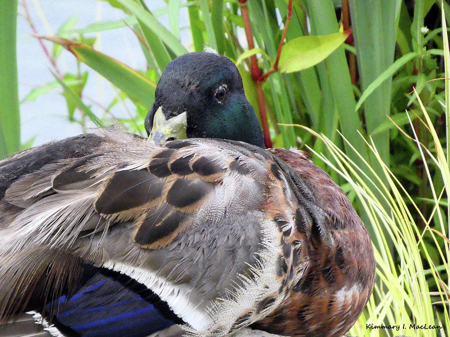 Resting Duck Photograph by Kimmary MacLean