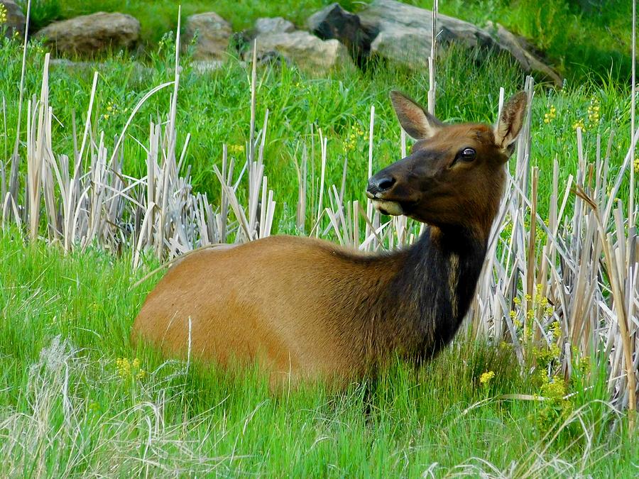 Resting Elk Photograph by Dan Miller
