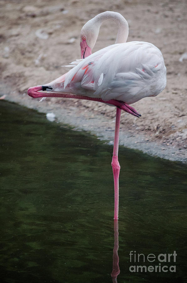 Resting Flamingo Photograph by Michelle Meenawong