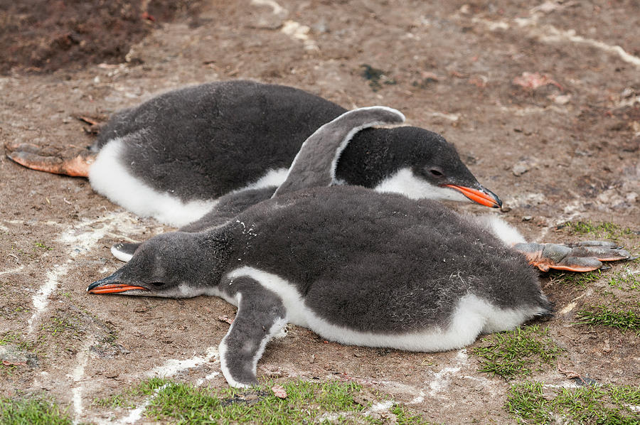 Resting Gentoo Penguin Chicks Photograph by Tui De Roy