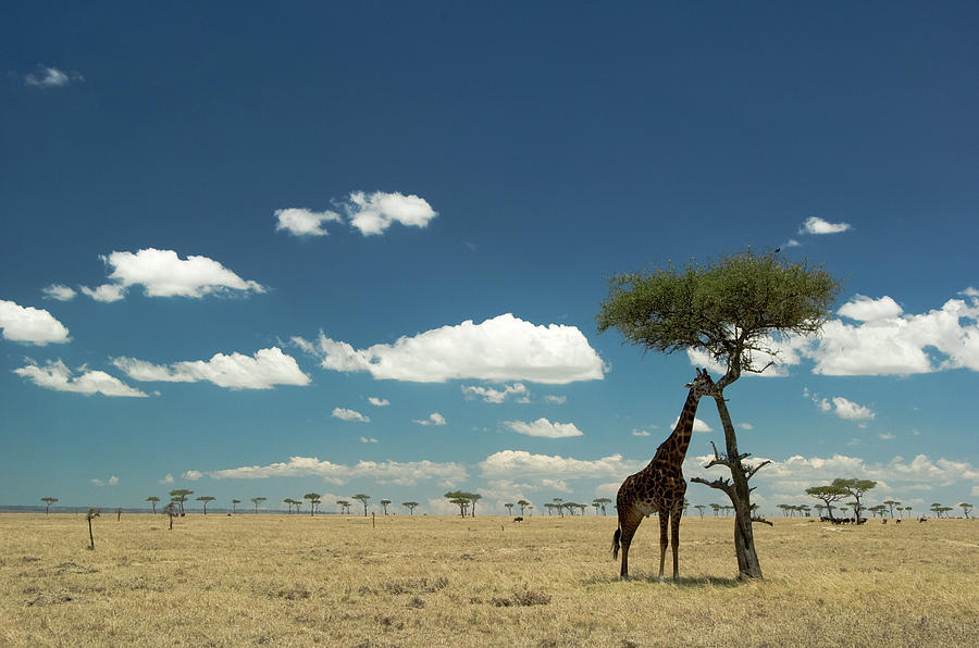 Resting Giraffe Photograph by Mac99