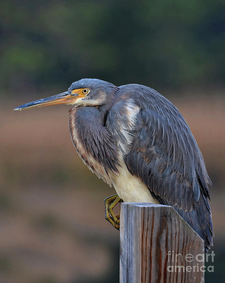 Resting Great Blue Heron Photograph by Kathy Baccari