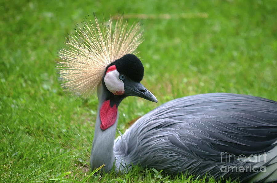 Resting Grey Crowned Crane Photograph by Michelle Meenawong