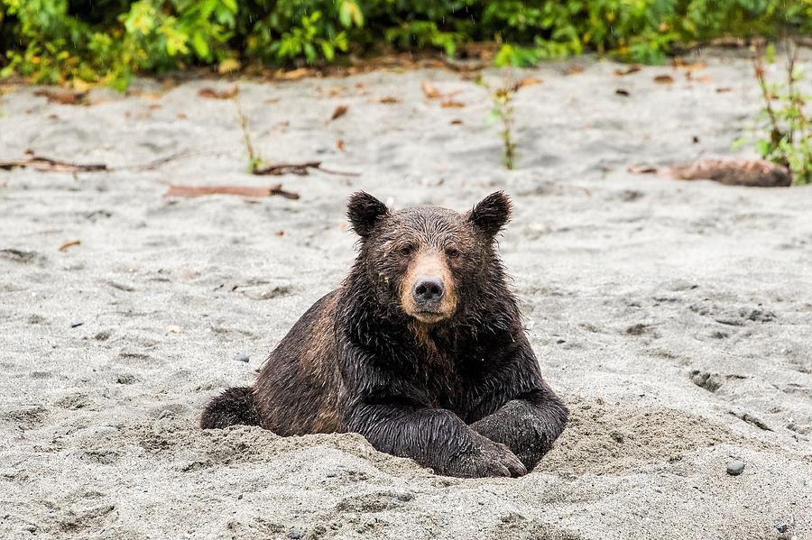 Resting Grizzly  Photograph by Michelle Pennell