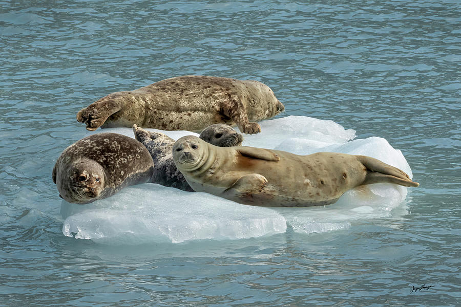 Resting Harbor Seals by Jurgen Lorenzen Resting Harbor Seals by Jurgen Lorenzen