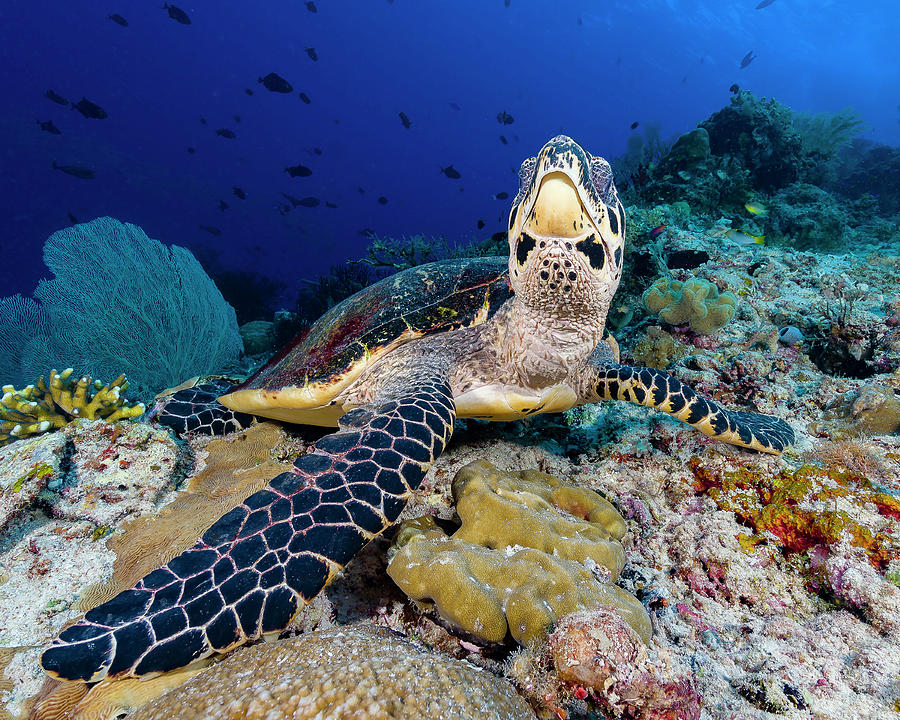 Resting Hawksbill Sea Turtle Photograph by Bruce Shafer
