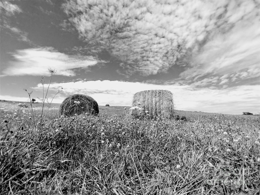 Resting Hay Photograph by J L Zarek
