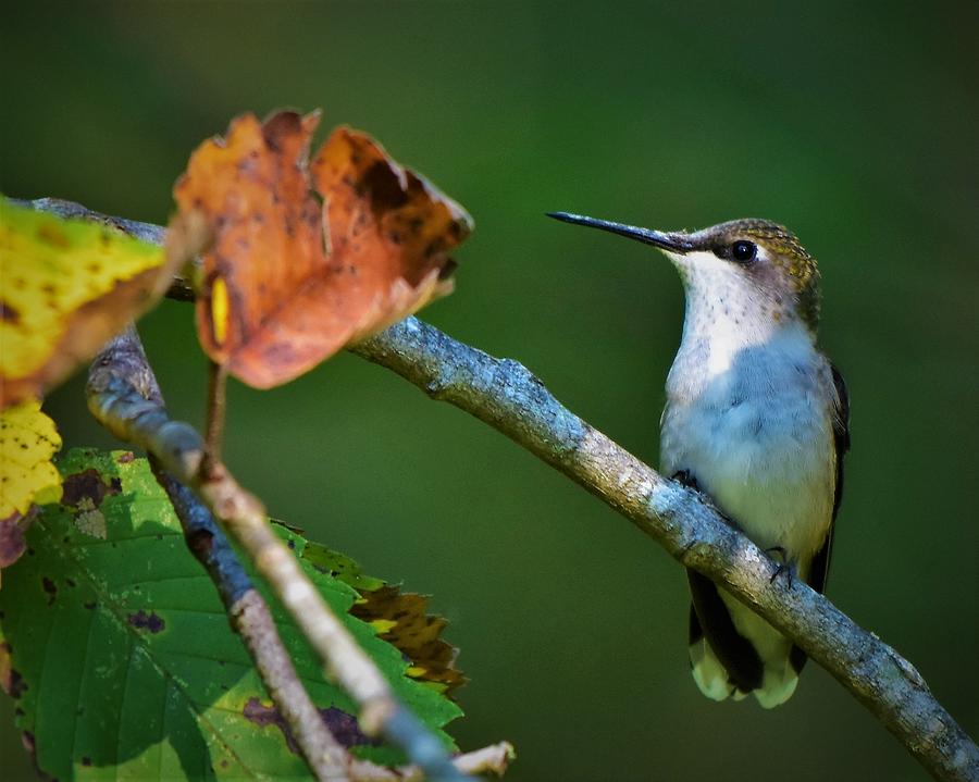 Resting hummingbird Photograph by Dwight Eddington | Fine Art America